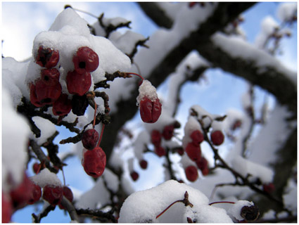 small photo of berries