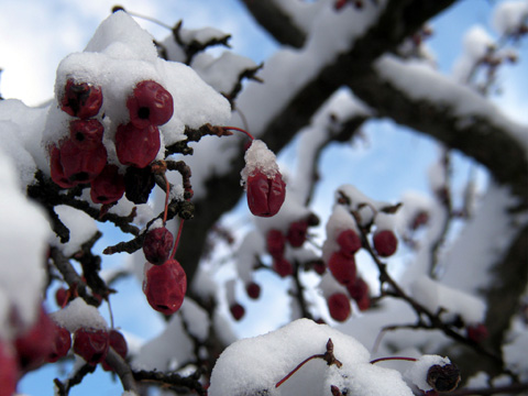 Winter Berries in snow.