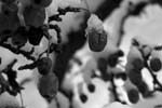 Black and white berries