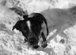 black and white dog