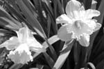 black and white daffodills